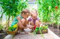 Adorable,little,girls,collecting,crop,cucumbers,and,tomatoes,in,greenhouse